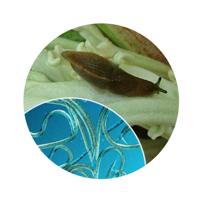 Faunatur Babosas y caracoles - Nemátodos caja de 12 millones