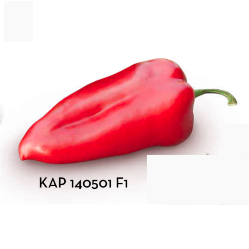 Pimiento KAP 140501 F1 1000 Semillas