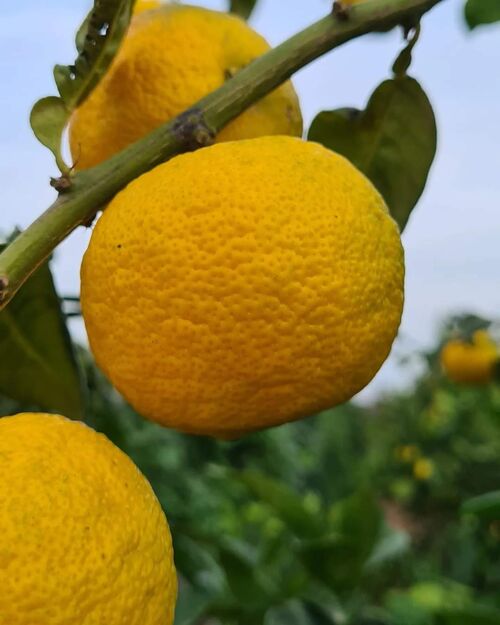 Yuzu fresco (Citrus Junus)- caja 1kg