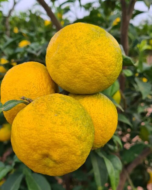 Yuzu fresco (Citrus Junus)- caja 1kg