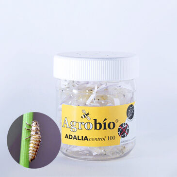 Adalia Control 100 larvas - Contra Pulgones