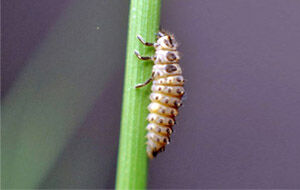 Adalia Control 100 larvas - Contra Pulgones