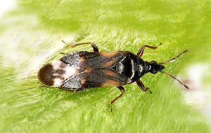 Anthocoris 500 individuos - contra trips y pulgón