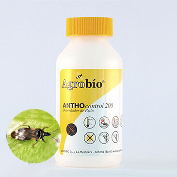 Anthocoris 1.000 individuos - contra trips y pulgón