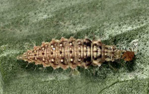 Chryso control 500 larvas - contra pulgón, trips, mosca blanca, araña roja y orugas