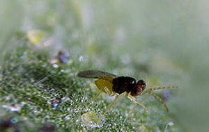 Encar control 15.000 pupas - contra mosca blanca