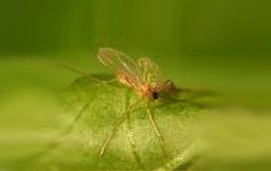 Macro control 500 ninfas y adultos - contra mosca blanca, trips, araa roja, orugas y pulgn