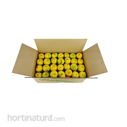 Yuzu fresco (Citrus Junus)- caja 6kg