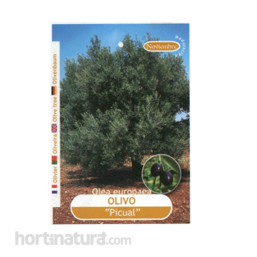 Olivo Picual Frutales