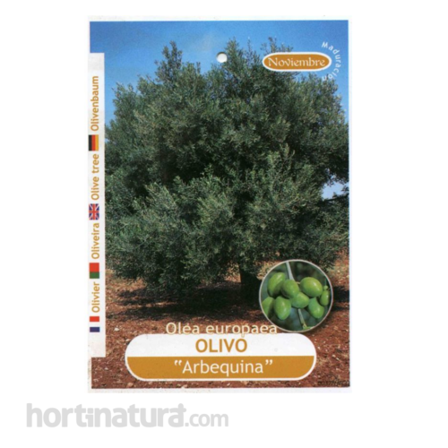 Olivo Alberquina Frutales