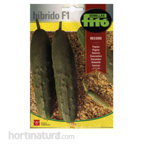 Pepino Record Hbridos