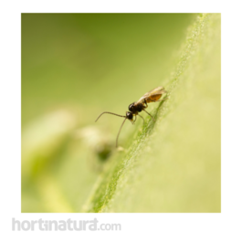 APHIDIPAK FLY 500 Adult. Aphidius colemani - Parasitoide de pulgones