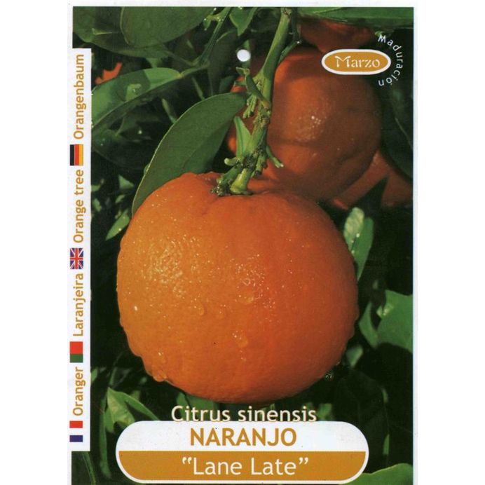 Orangenbaum sinensis Naranjo Lane Late 
