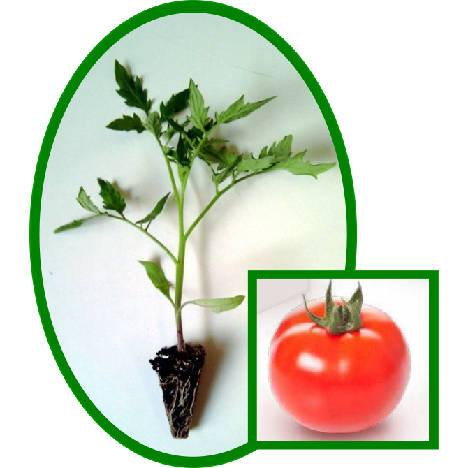 Tomate de ensalada rastrero Plantel