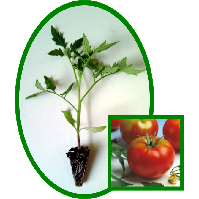 Tomate Híbrido Optima Plantel