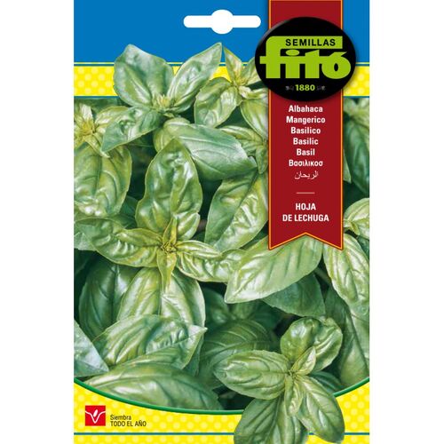 Albahaca Hoja de Lechuga